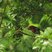 Black-collared Barbet